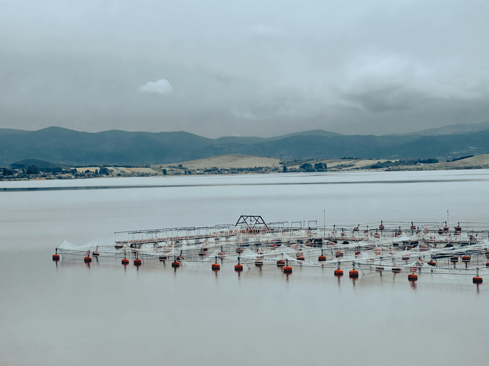Algae in Aquaculture: Boosting Fish Health and Growth