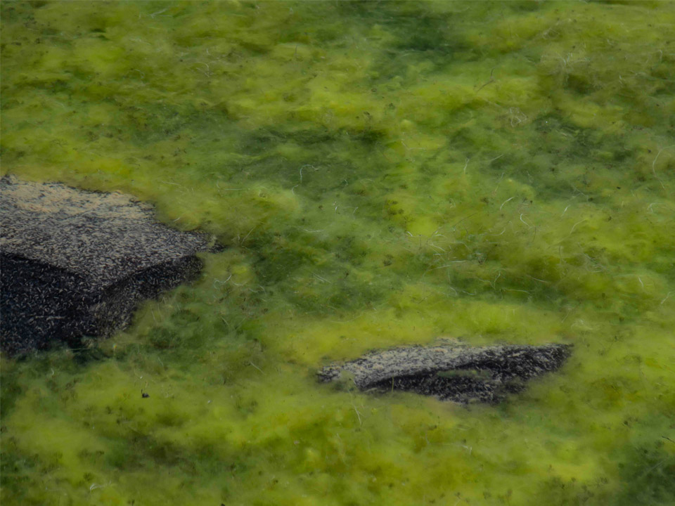 The role of algae and phytoplankton in marine biology: Why they matter